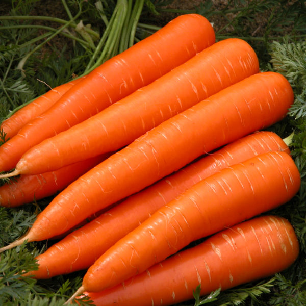 Carrot-fruits