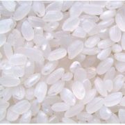 japonica 2 japonica 2